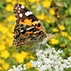 Painted lady