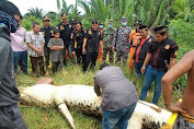 Jasad Bocah 8 Tahun Ditemukan Utuh di Dalam Perut Buaya