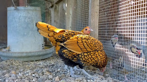 Some of the exotic birds saved and on display on the properties of Cline Cellars