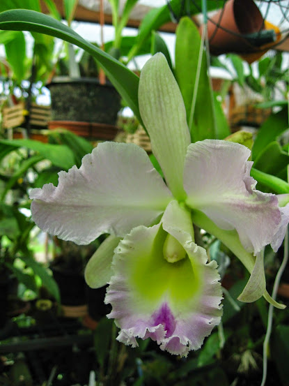 (Résolu) Rhyncholaeliocattleya Thalie Cattleya%2Bpercivaliana