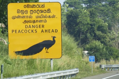 Danger Peacocks