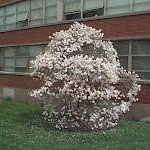 Magnolia stellata Halliana