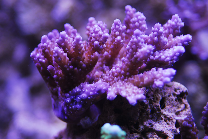 coral20110527-08.jpg