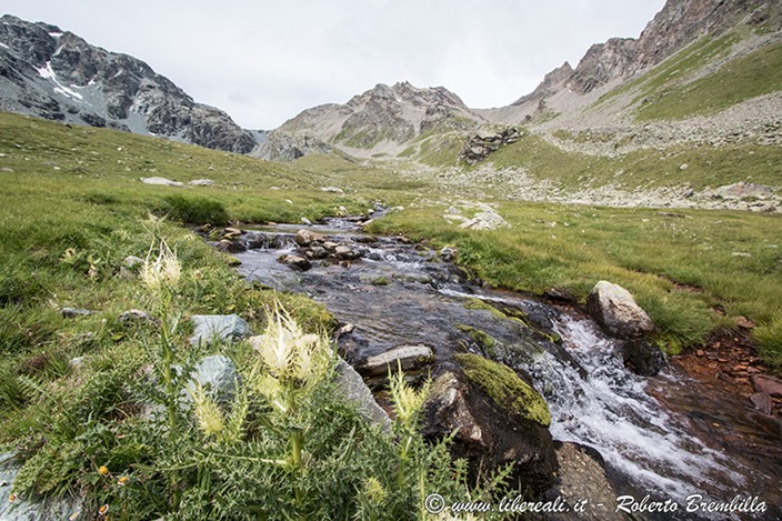 7-2017-07-27_Valmalenco_010