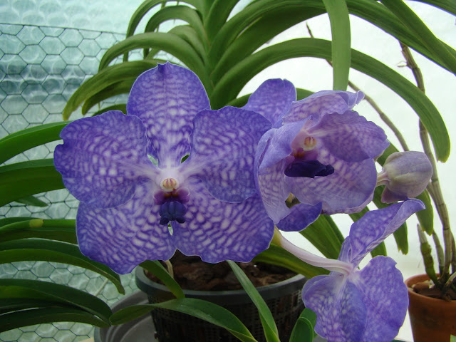 Vanda hybride bleu DSC09413