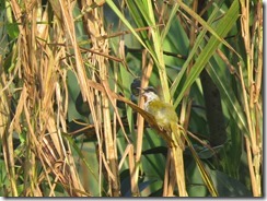 Grey-capped Warbler