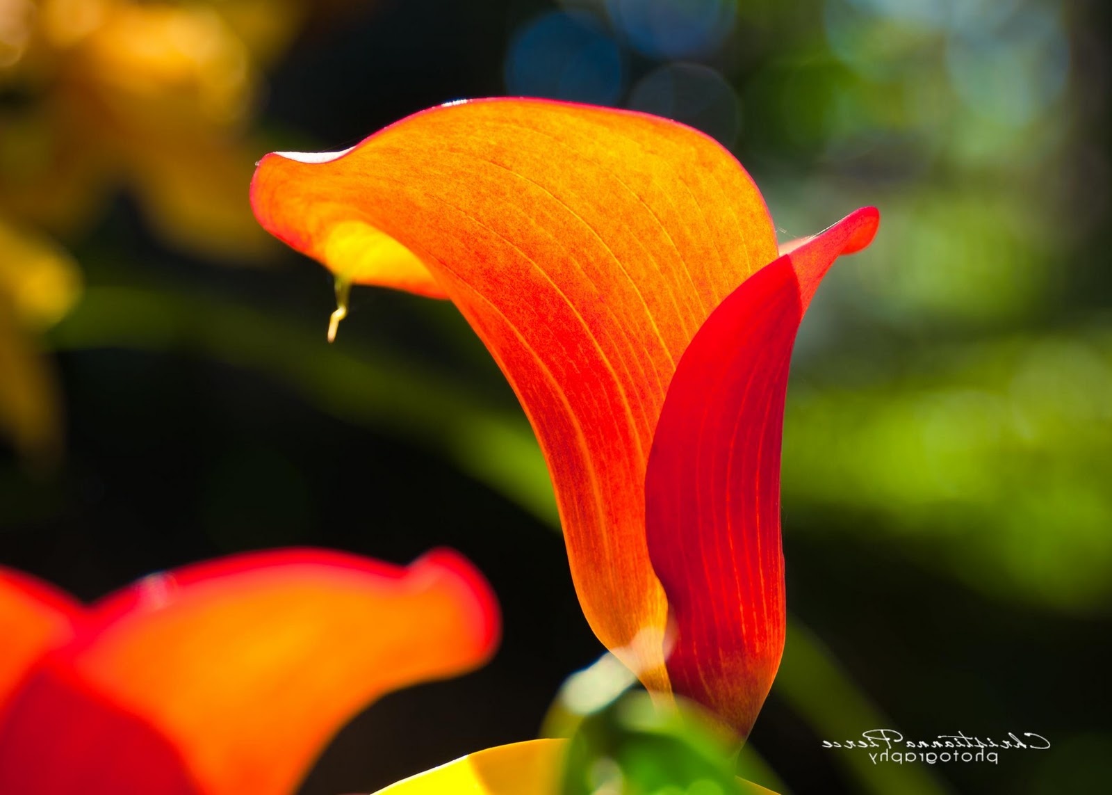 calla lily centerpieces for