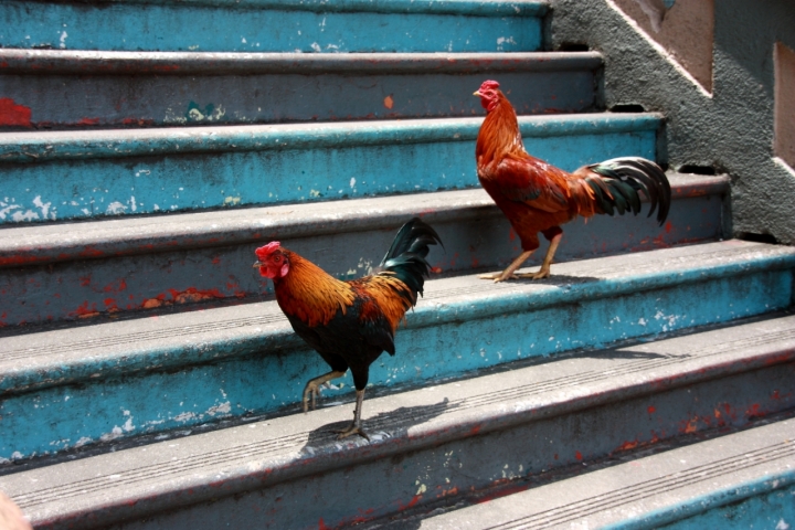 La vita è come la scala delle galline... di daviderm