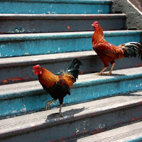 La vita è come la scala delle galline... di 