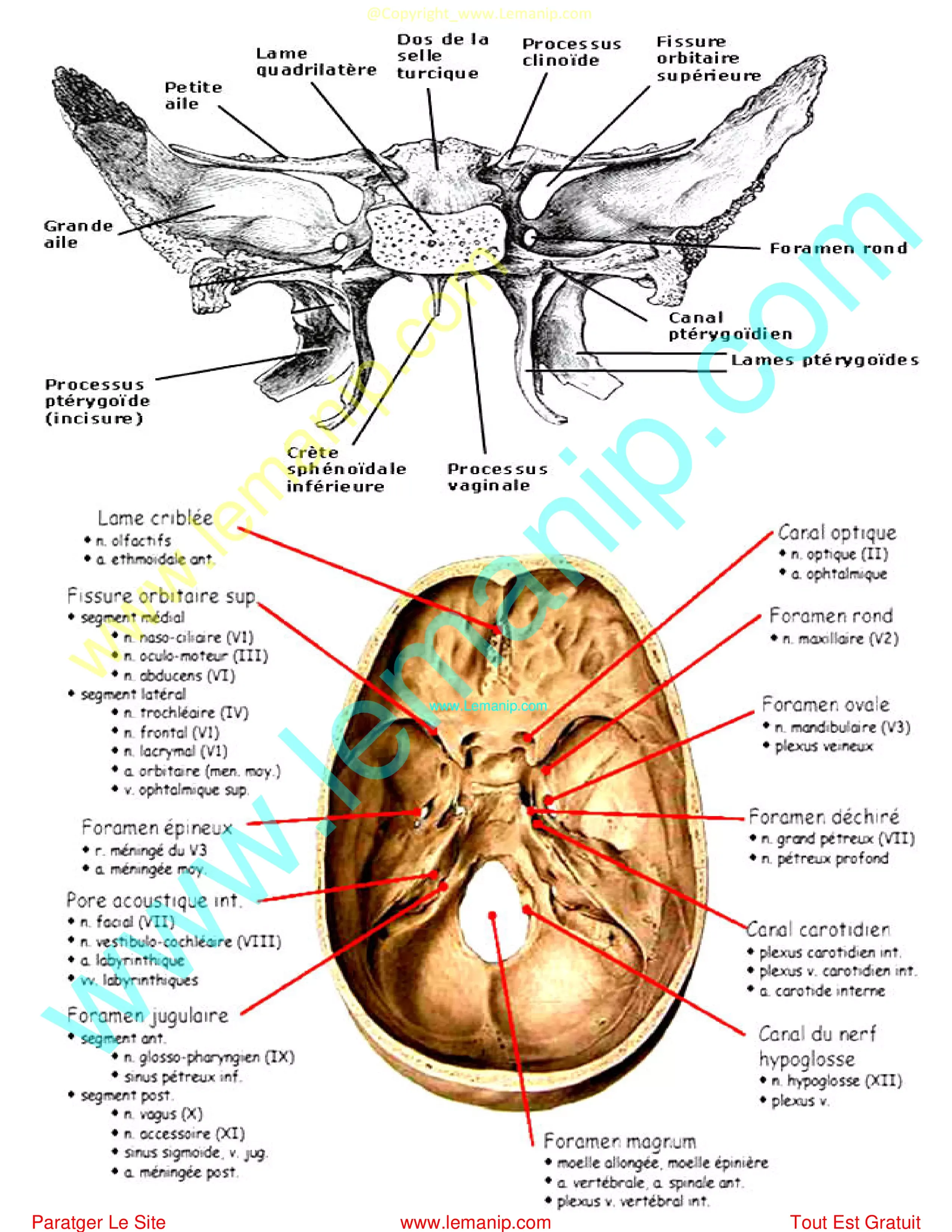 Crâne Humain : Anatomie Et Physiologie Squelette Axial