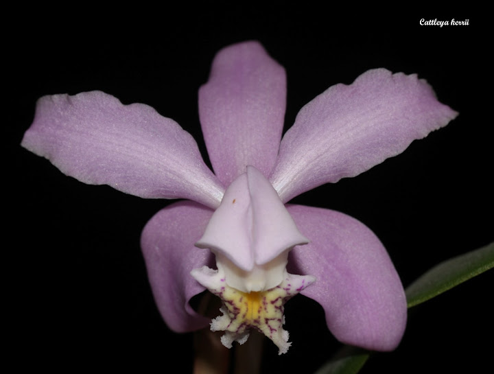 Cattleya kerrii IMG_8552b%252520%252528Large%252529