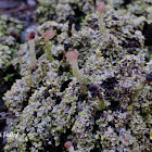 Cladonia Lichen