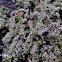 Cladonia Lichen