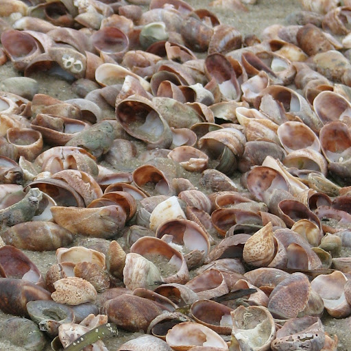 Slippershells, on the beach in Cape Cod