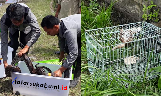 
Pelepasliaran Hewan Endemik dan Dilindungi di Taman Nasional Gunung Halimun Salak
