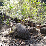 Cairns leading the way across the creek flats (74313)