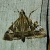 Pyraustinae crambid moth