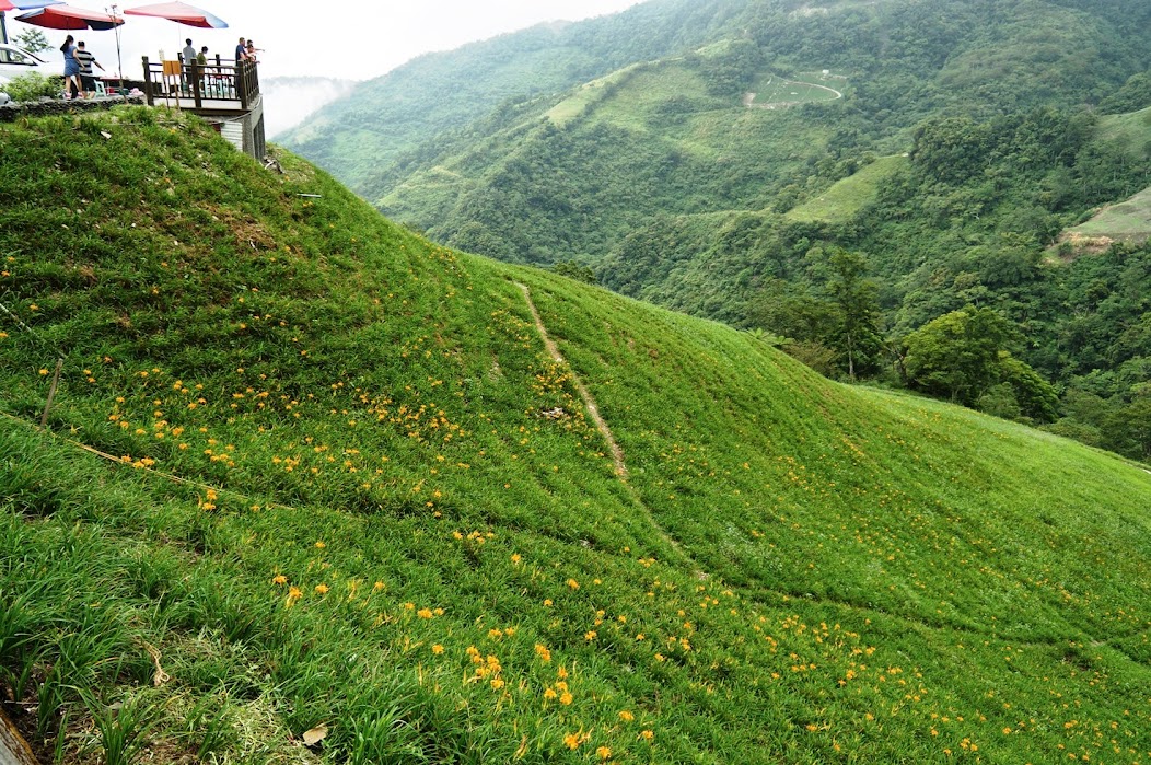 台東景點推薦【太麻里金針山】夏季限定太麻里金針花季