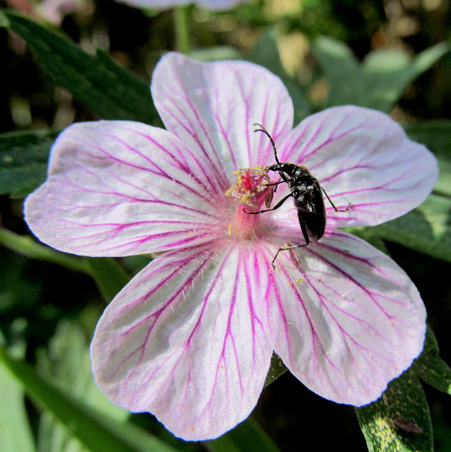 Some bug on some flower