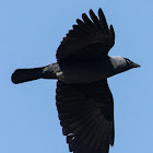 Jackdaw