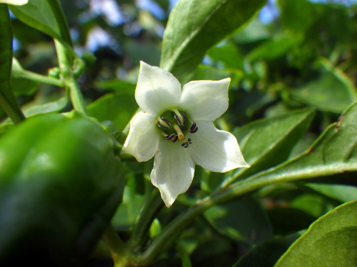 シシトウ Capsicum Annuum Familiar Flowers 2