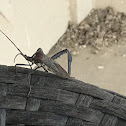 leaf footed bug