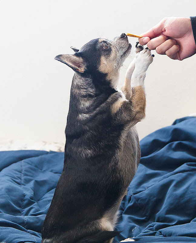 photo of the dog sniffing the treat