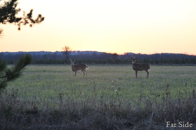 Two Deer