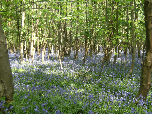 DSCF7463 Bluebells in Forge Wood