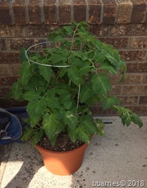 Roma tomato plant 06072018