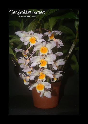 Dendrobium farmeri Dendrobium_farmeri1