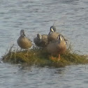 Blue-winged Teal