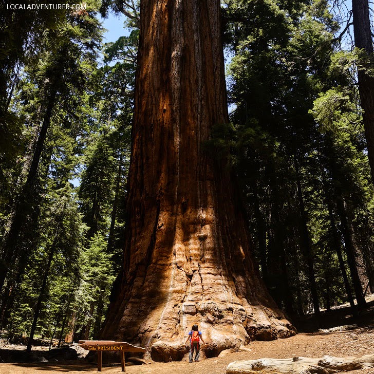 The President Tree (11 Most Amazing Trees to Put On Your Bucket List).