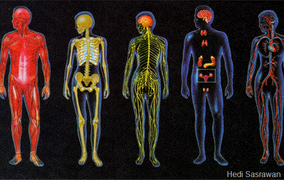 Macam-macam sistem organ pada manusia