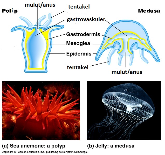 BELAJAR TERUS BIOLOGI FILUM COELENTERATA 