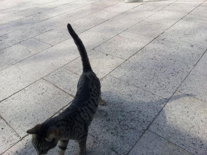 Watching cats in Istanbul