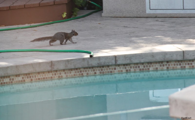 Ecureuil se promenant au bord d'une piscine à Redwood City en Californie