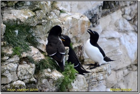 Bempton Cliffs - May