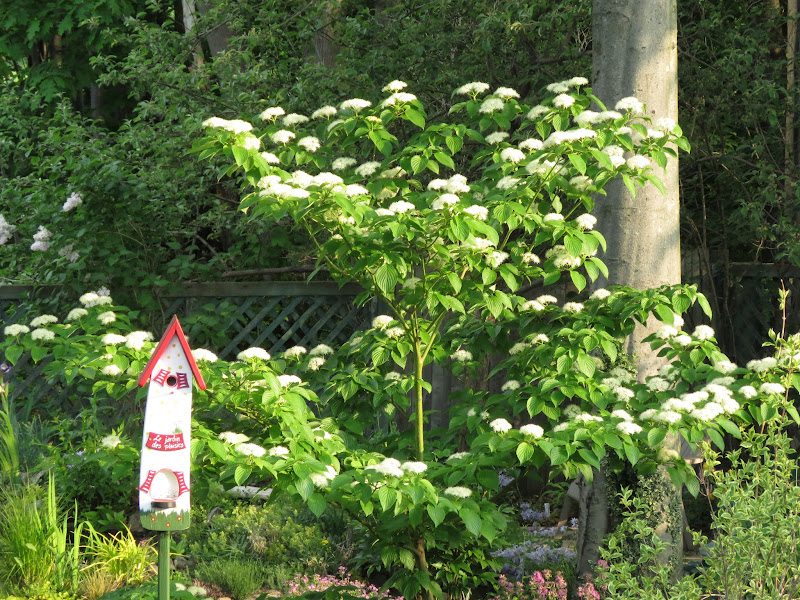 Cornus alternifolia  IMG_6217