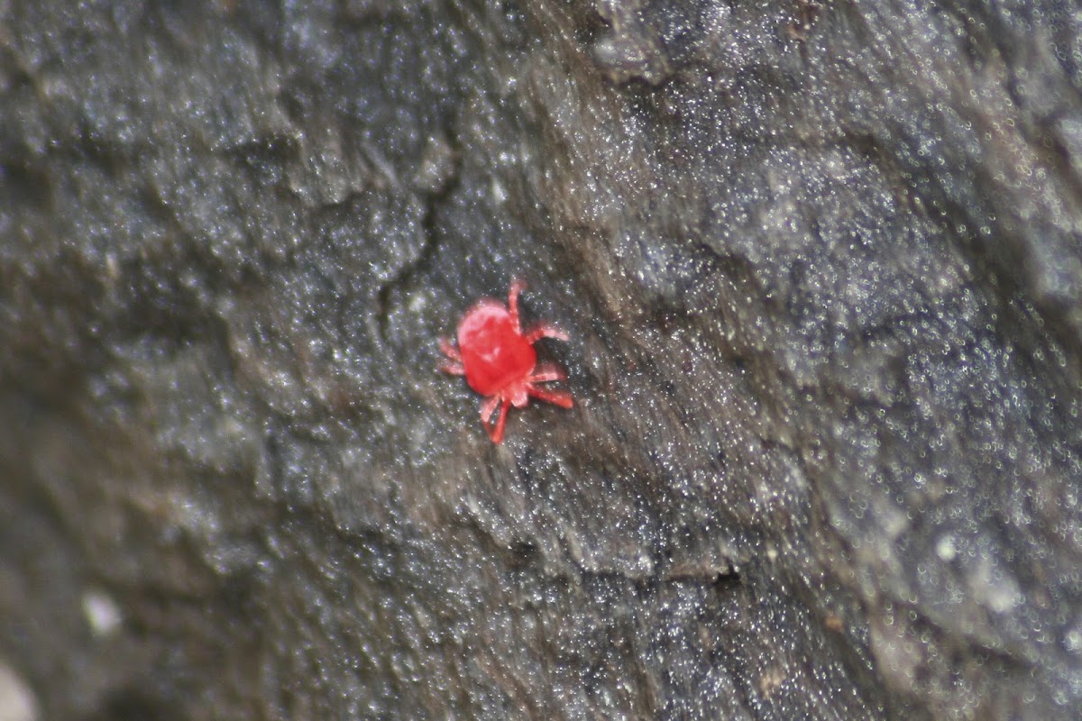 True Velvet Mite