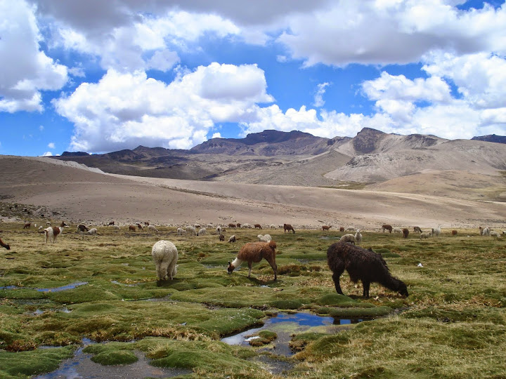 Perú por libre - Blogs de Peru - Etapa 3. Arequipa - Yanque (4)