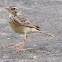 Richard's Pipit