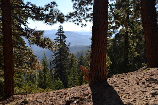 dirt path between the trees