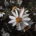 Silver Snow Daisy (Celmisia Longifolia) (83281)