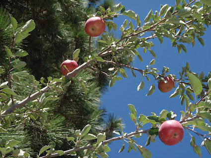 lots of apples this year - 2011
