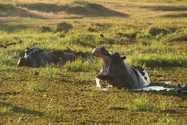 Botswana et Zimbabwe en octobre BotsZim_Oct2015_028