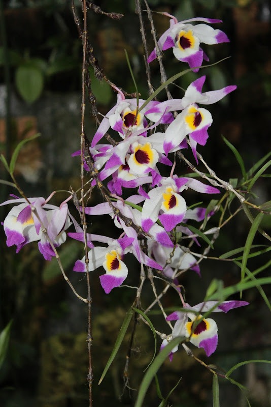 Dendrobium falconeri IMG_2772