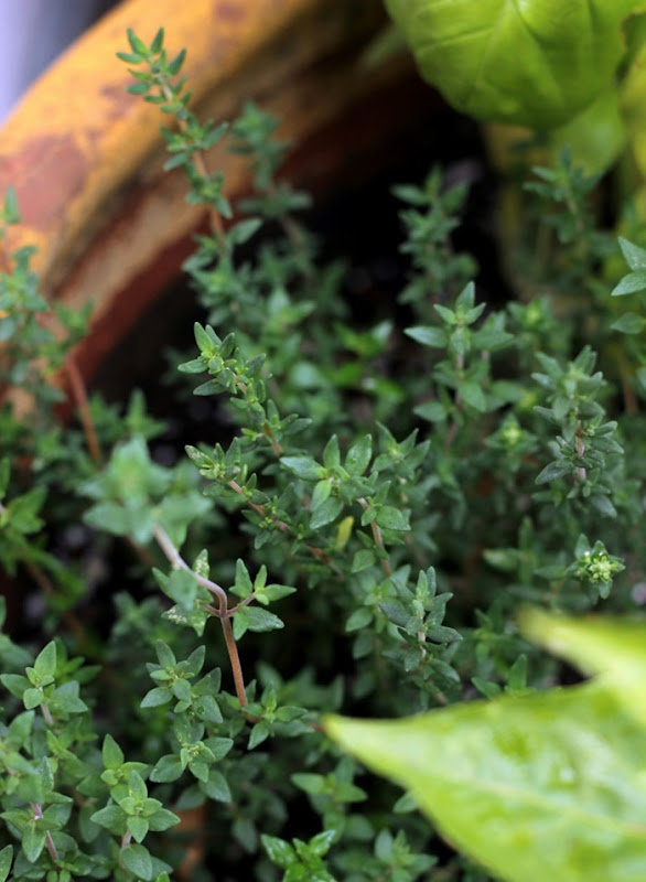 Herb Bouquet Garni via homework (6)