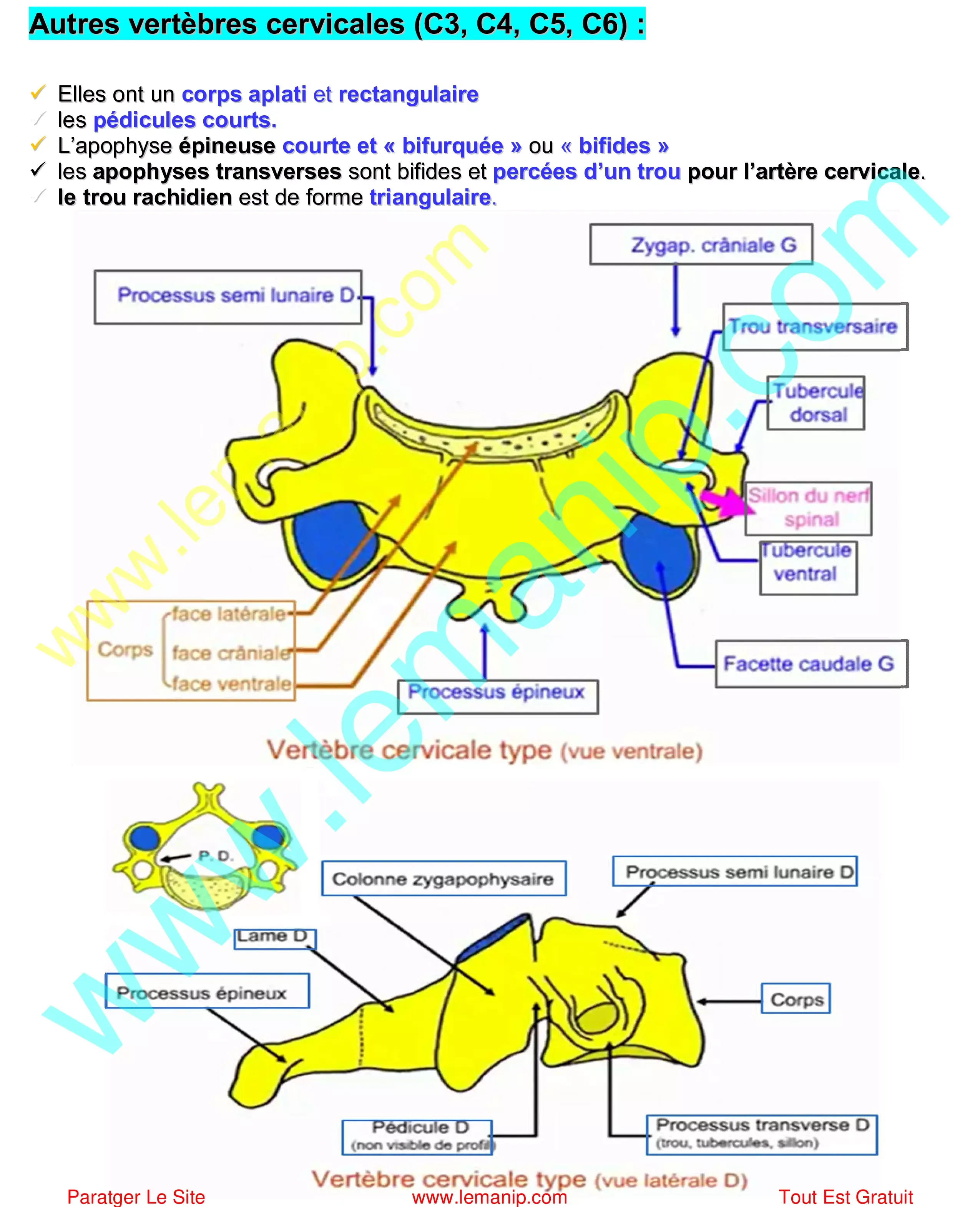 vertèbres rachis cervical : (C3, C4, C5, C6)