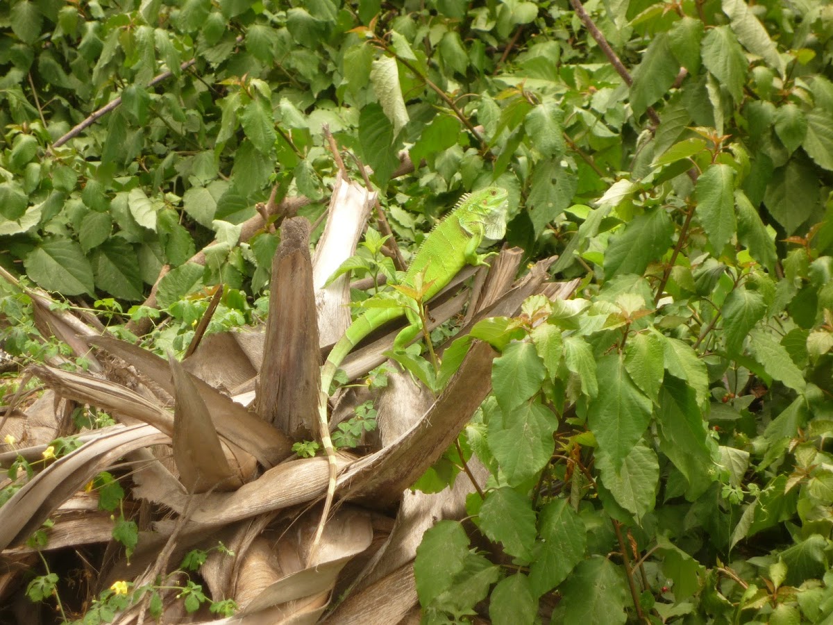 green iguana